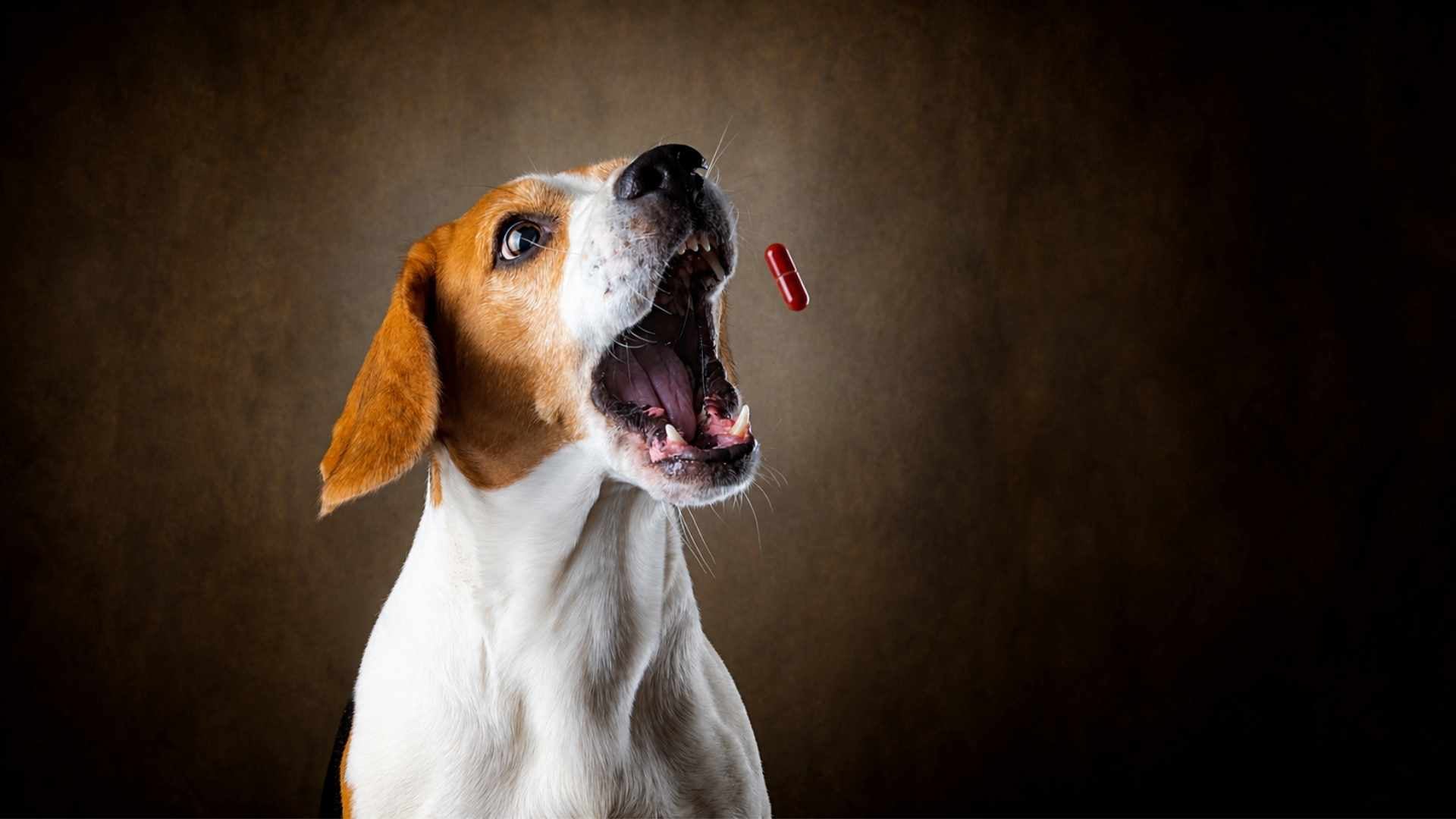 Cápsulas de Nolotil para perros